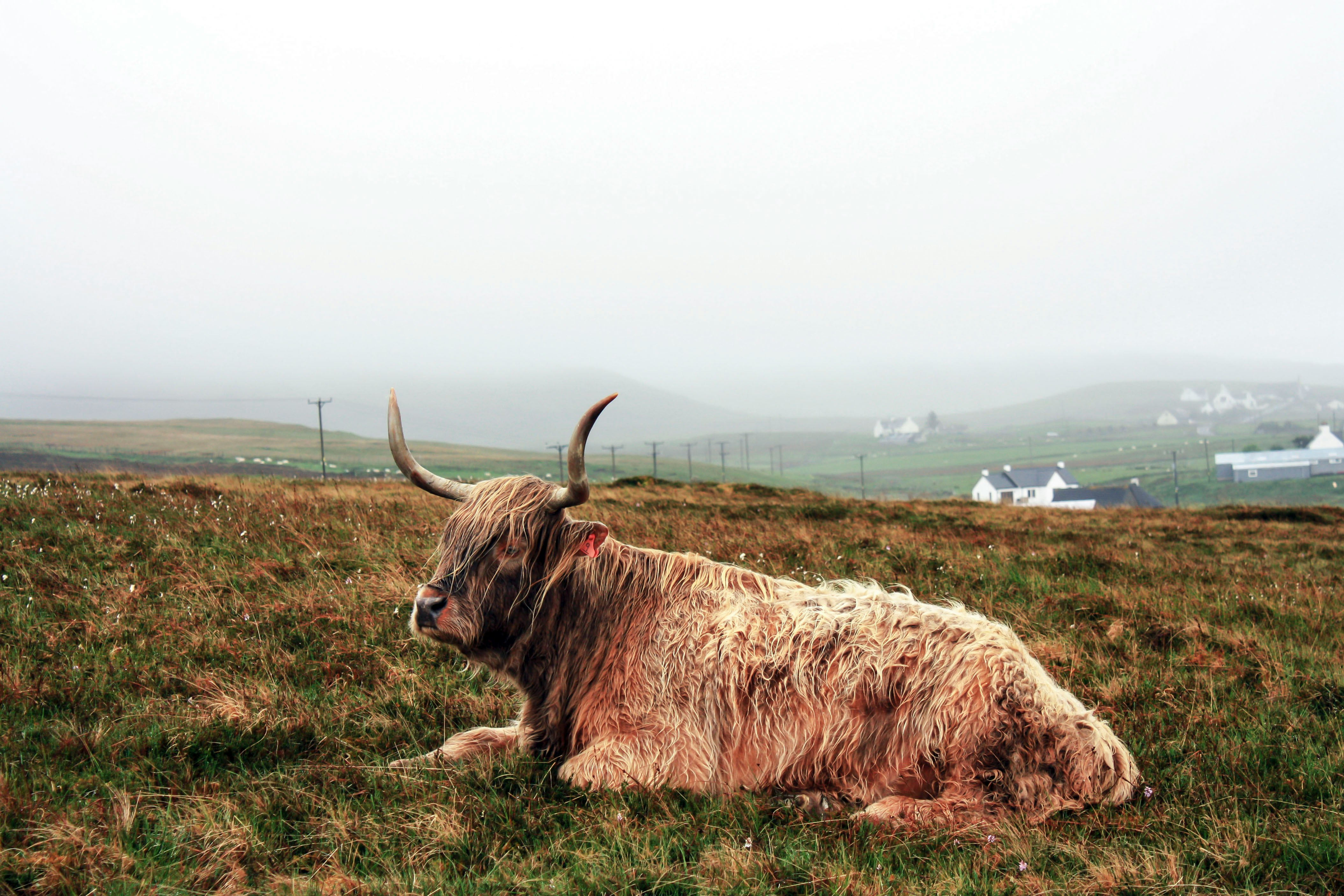 brown yak on green grass